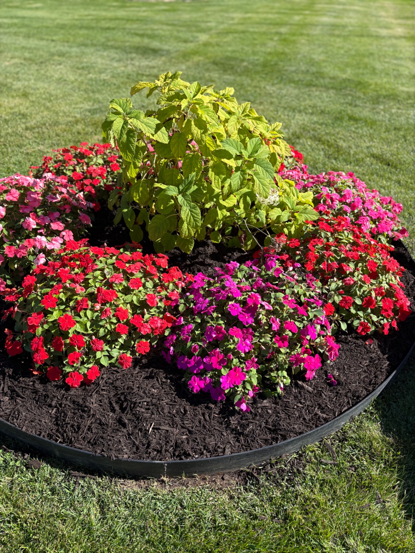 Fresh mulching work by Esteban Landscaping
